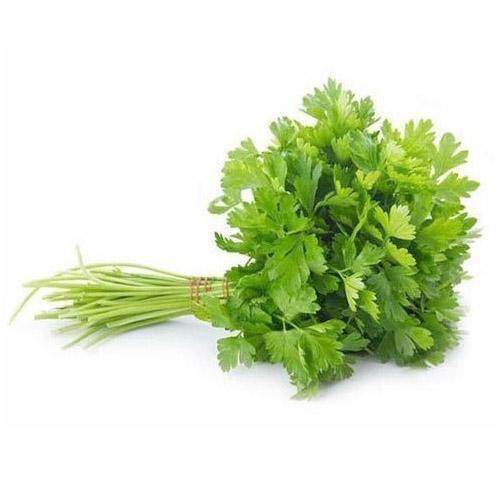 Coriander Fresh Bunch