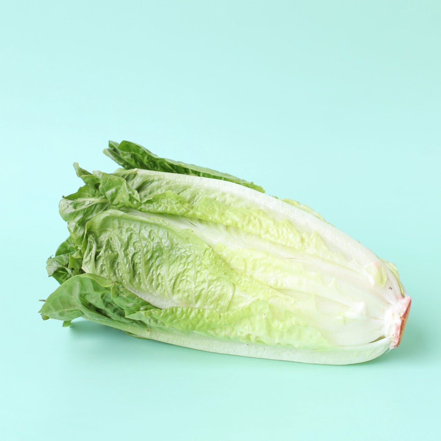 Lettuce Cos