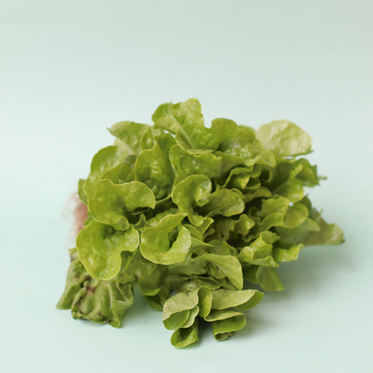 Lettuce Butterhead