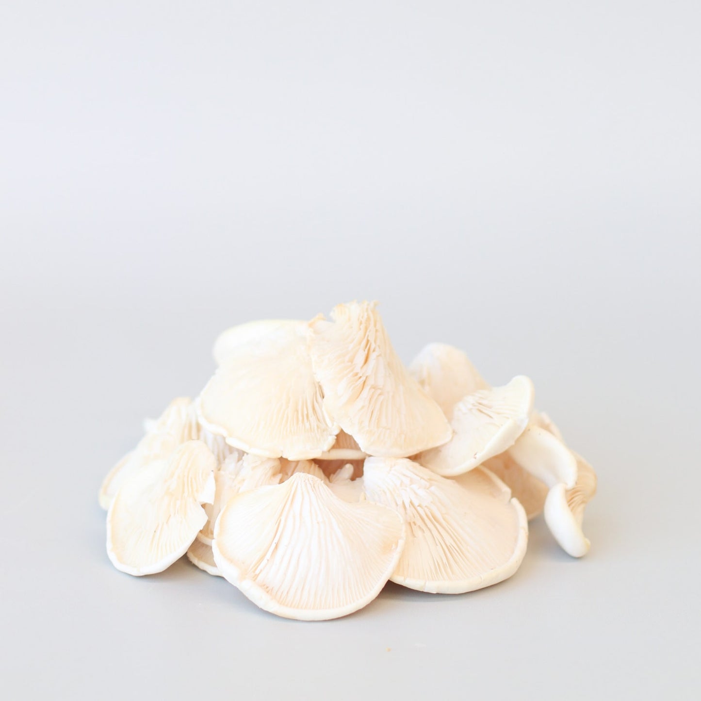 Mushrooms Oyster 200g