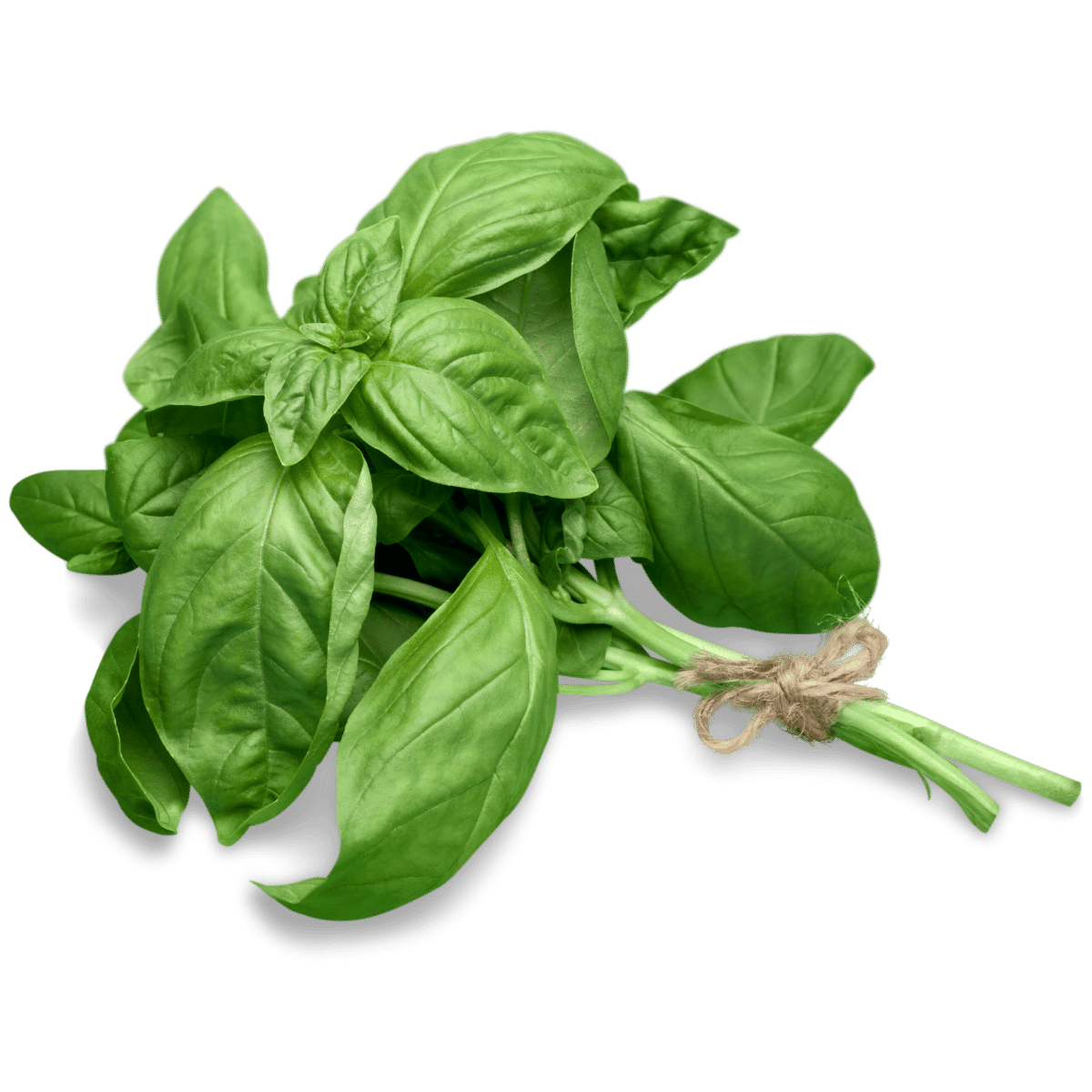 Basil Fresh Bunch